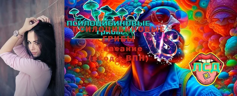 Галлюциногенные грибы Psilocybine cubensis  как найти закладки  Опочка 